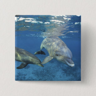 Mexico, Cozumel. Bottlenosed Dolphin, Tursiops 5 15 Cm Square Badge