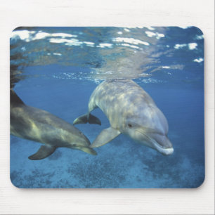 Mexico, Cozumel. Bottlenosed Dolphin, Tursiops 5 Mouse Pad