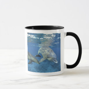 Mexico, Cozumel. Bottlenosed Dolphin, Tursiops 5 Mug