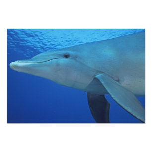 Mexico, Cozumel. Bottlenosed Dolphin, Tursiops 5 Photo Print