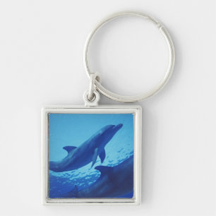 Mexico, Cozumel. Bottlenosed Dolphin, Tursiops Key Ring