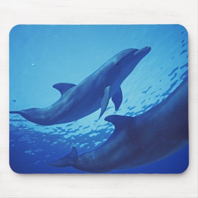 Mexico, Cozumel. Bottlenosed Dolphin, Tursiops Mouse Pad (Front)