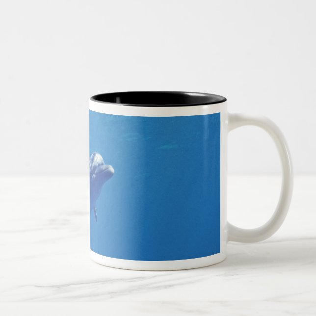 Mexico, Cozumel. Bottlenosed Dolphin Two-Tone Coffee Mug (Right)
