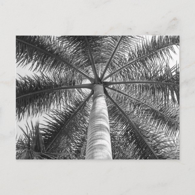 Mexico Palm Tree Shade Postcard (Front)