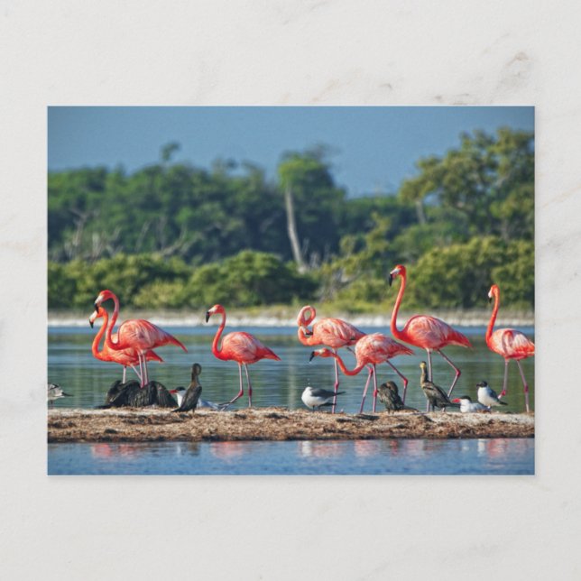 Mexico Rio Lagartos Postcard (Front)