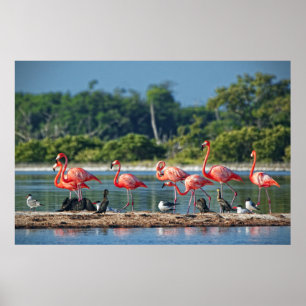 Mexico Rio Lagartos Poster