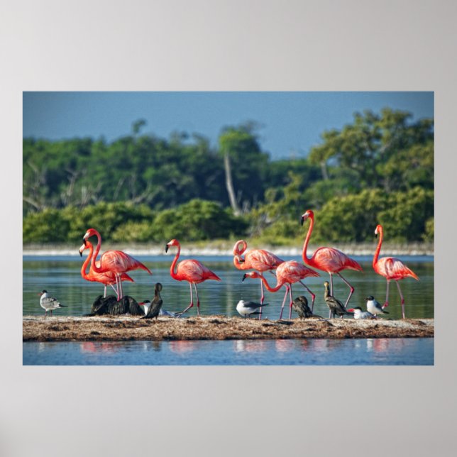 Mexico Rio Lagartos Poster (Front)