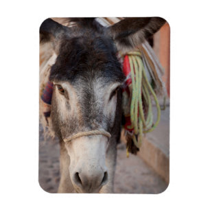 Mexico, San Miguel De Allende 2 Magnet
