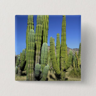 Mexico, Sonora, San Carlos. Saguaro & Organ Pipe 15 Cm Square Badge