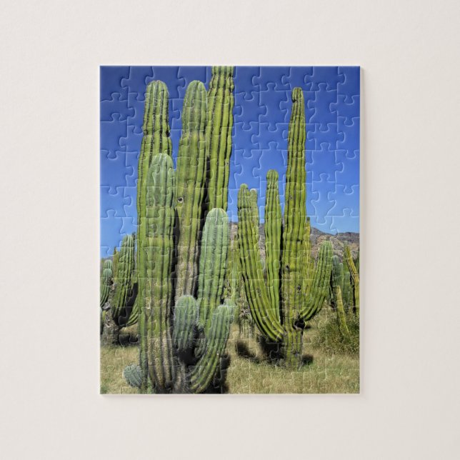 Mexico, Sonora, San Carlos. Saguaro & Organ Pipe Jigsaw Puzzle (Vertical)