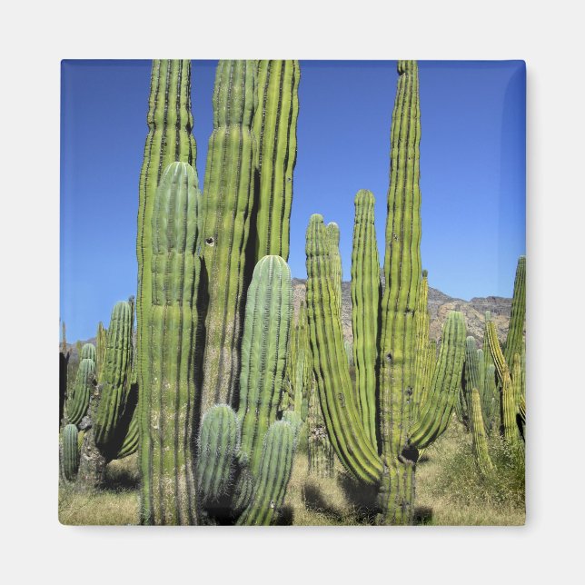 Mexico, Sonora, San Carlos. Saguaro & Organ Pipe Magnet (Front)