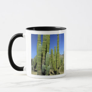 Mexico, Sonora, San Carlos. Saguaro & Organ Pipe Mug