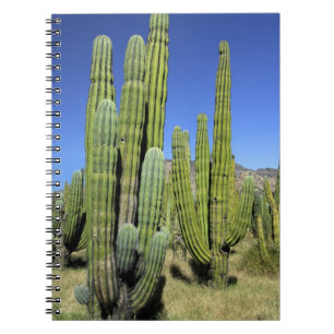 Mexico, Sonora, San Carlos. Saguaro & Organ Pipe Notebook