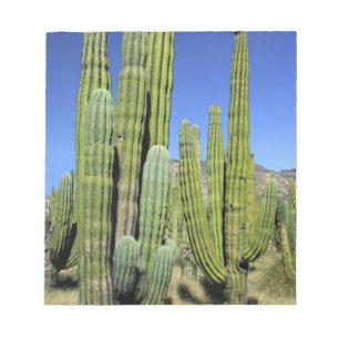 Mexico, Sonora, San Carlos. Saguaro & Organ Pipe Notepad