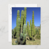 Mexico, Sonora, San Carlos. Saguaro & Organ Pipe Postcard (Front/Back)