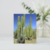 Mexico, Sonora, San Carlos. Saguaro & Organ Pipe Postcard (Standing Front)