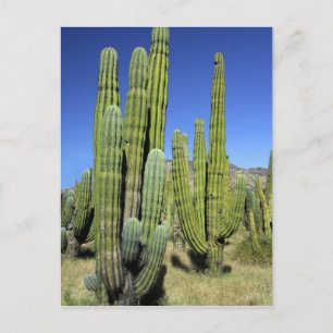 Mexico, Sonora, San Carlos. Saguaro & Organ Pipe Postcard
