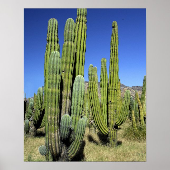 Mexico, Sonora, San Carlos. Saguaro & Organ Pipe Poster (Front)