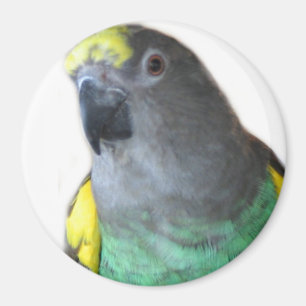 Meyers Parrot Magnet