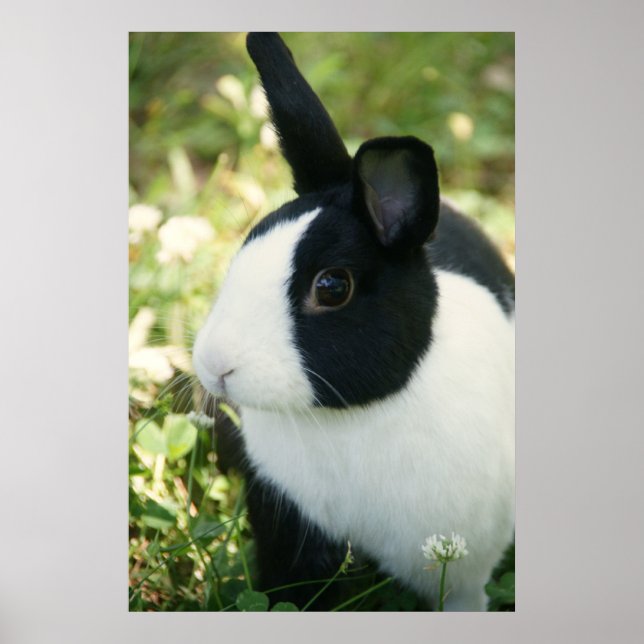 MHRR Dutch black & white bunny rabbit wall poster (Front)