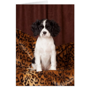 Micah rare coloured Cavalier King Charles Spaniel