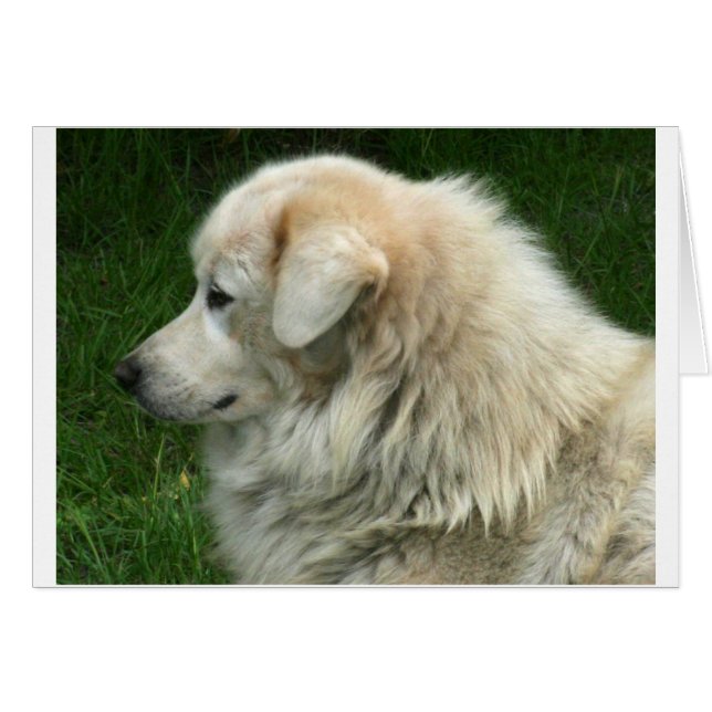 Michael the Maremma (Front Horizontal)