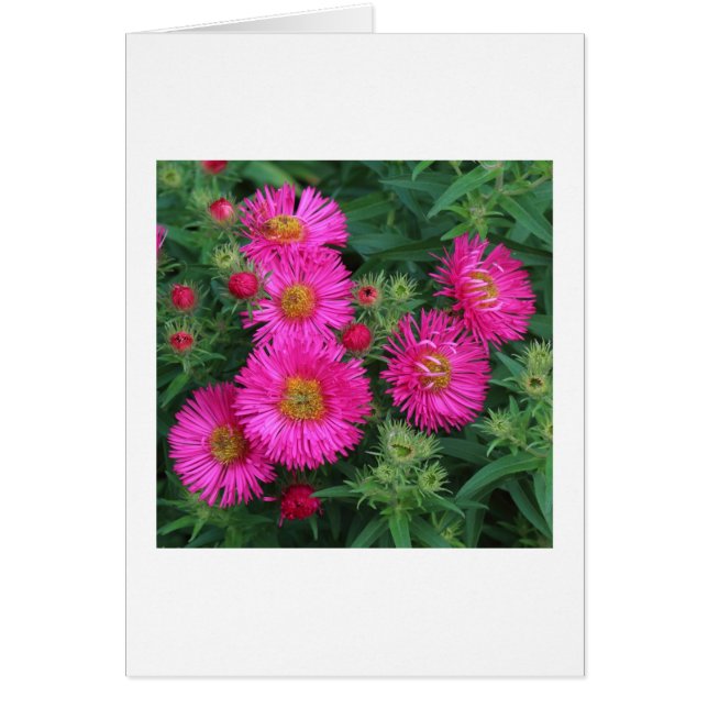 Michaelmas Daisies (Front)