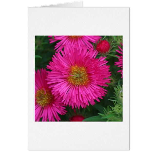 Michaelmas Daisies (Front)