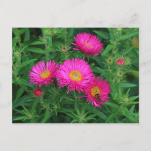 Michaelmas Daisies and Bee Postcard