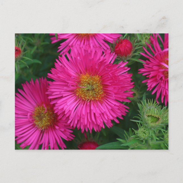 Michaelmas Daisies Postcard (Front)