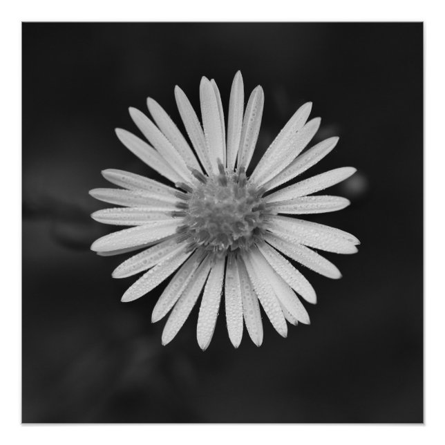 Michaelmas Daisy Flower Poster (Front)