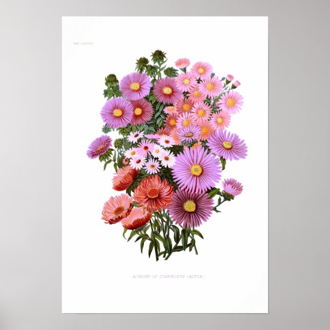 Michaelmas Dasies (Asters) Poster (Front)