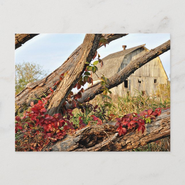Michigan Barn and Fall Colour Postcard (Front)