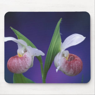 Michigan, Bruce Peninsula National Park. Showy Mouse Pad