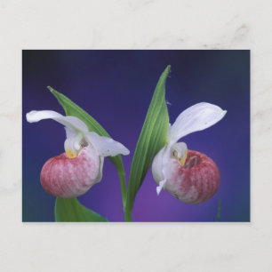 Michigan, Bruce Peninsula National Park. Showy Postcard