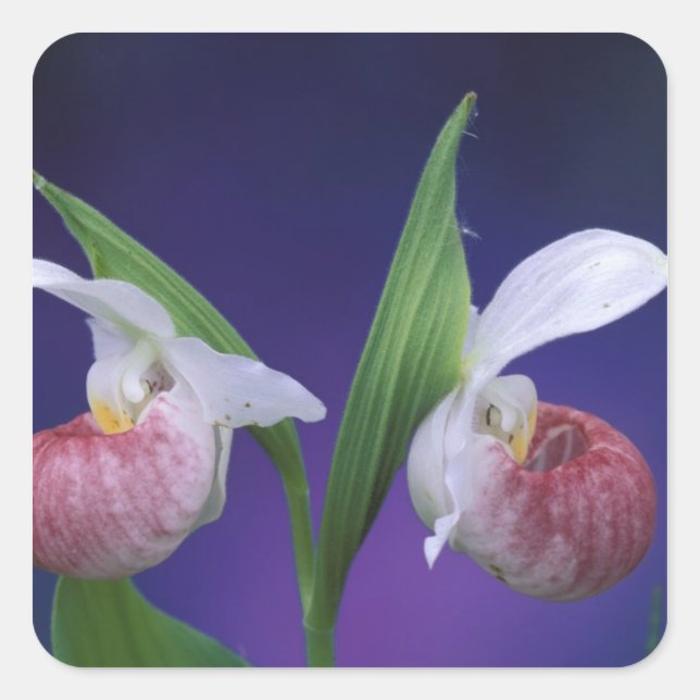 Michigan, Bruce Peninsula National Park. Showy Square Sticker (Front)