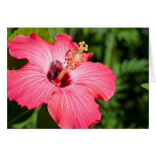 Michigan, Dearborn. Detail Of Pink Hibiscus