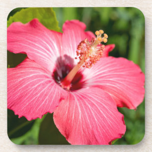 Michigan, Dearborn. Detail Of Pink Hibiscus Coaster