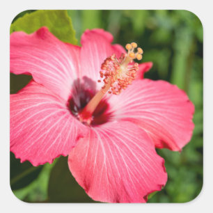 Michigan, Dearborn. Detail Of Pink Hibiscus Square Sticker