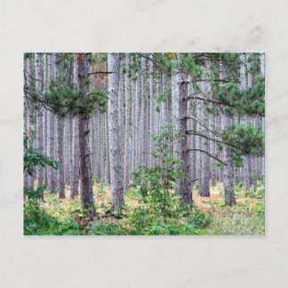 Michigan Pine Trees Postcard