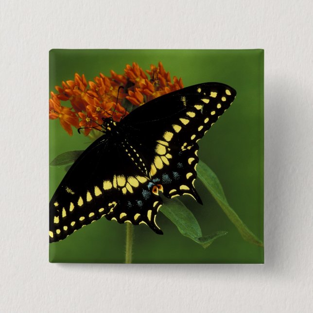 Michigan, Rochester. American Eastern Black 15 Cm Square Badge (Front)