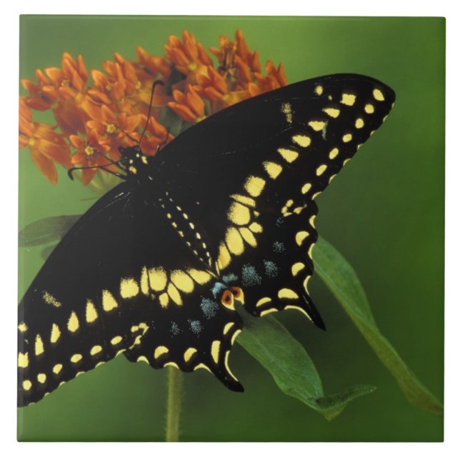 Michigan, Rochester. American Eastern Black Ceramic Tile (Front)