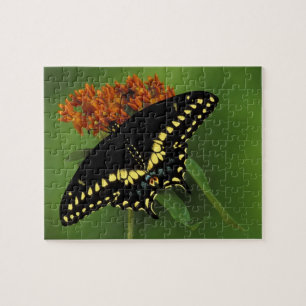 Michigan, Rochester. American Eastern Black Jigsaw Puzzle