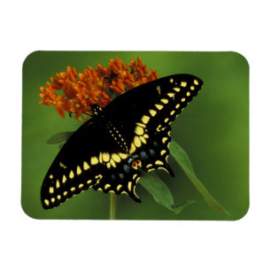 Michigan, Rochester. American Eastern Black Magnet