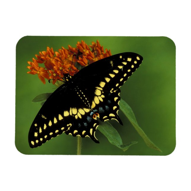 Michigan, Rochester. American Eastern Black Magnet (Horizontal)