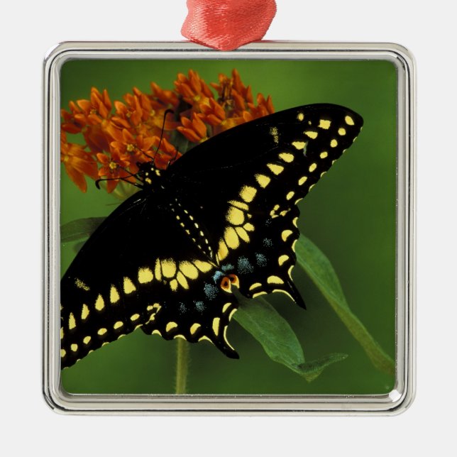 Michigan, Rochester. American Eastern Black Metal Ornament (Front)