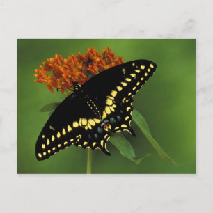 Michigan, Rochester. American Eastern Black Postcard