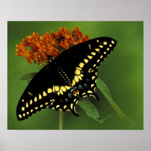 Michigan, Rochester. American Eastern Black Poster