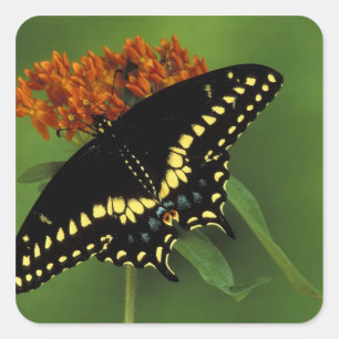 Michigan, Rochester. American Eastern Black Square Sticker