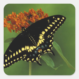 Michigan, Rochester. American Eastern Black Square Sticker